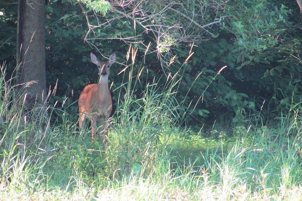 deer at Westchester Migratory Bird Sanctuary in Chesterton, Indiana