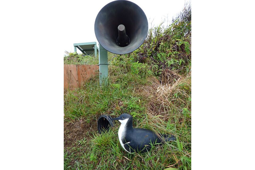 bird-speaker-wikimedia.jpg