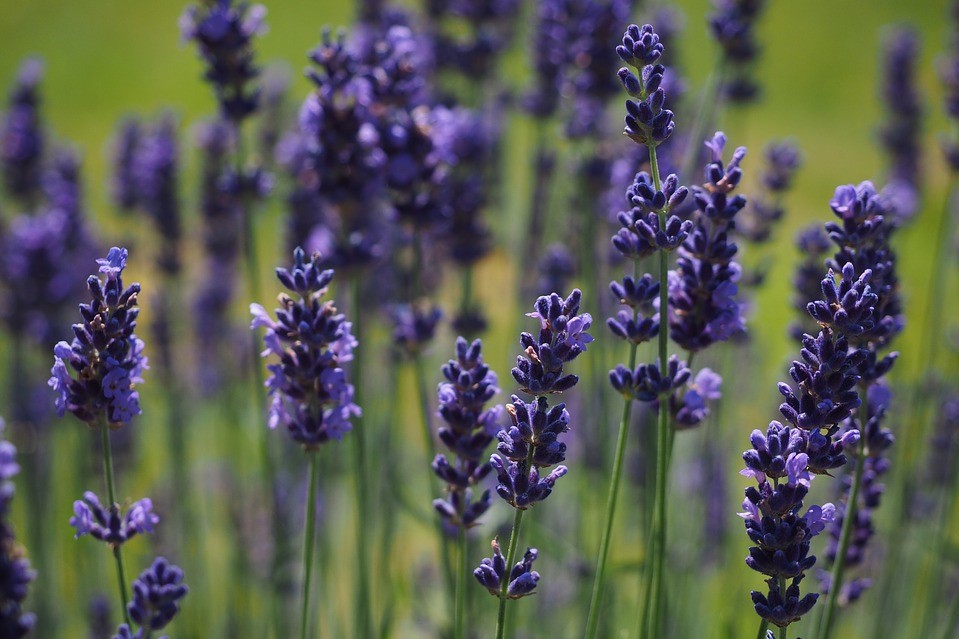 A stock photo of lavender.
