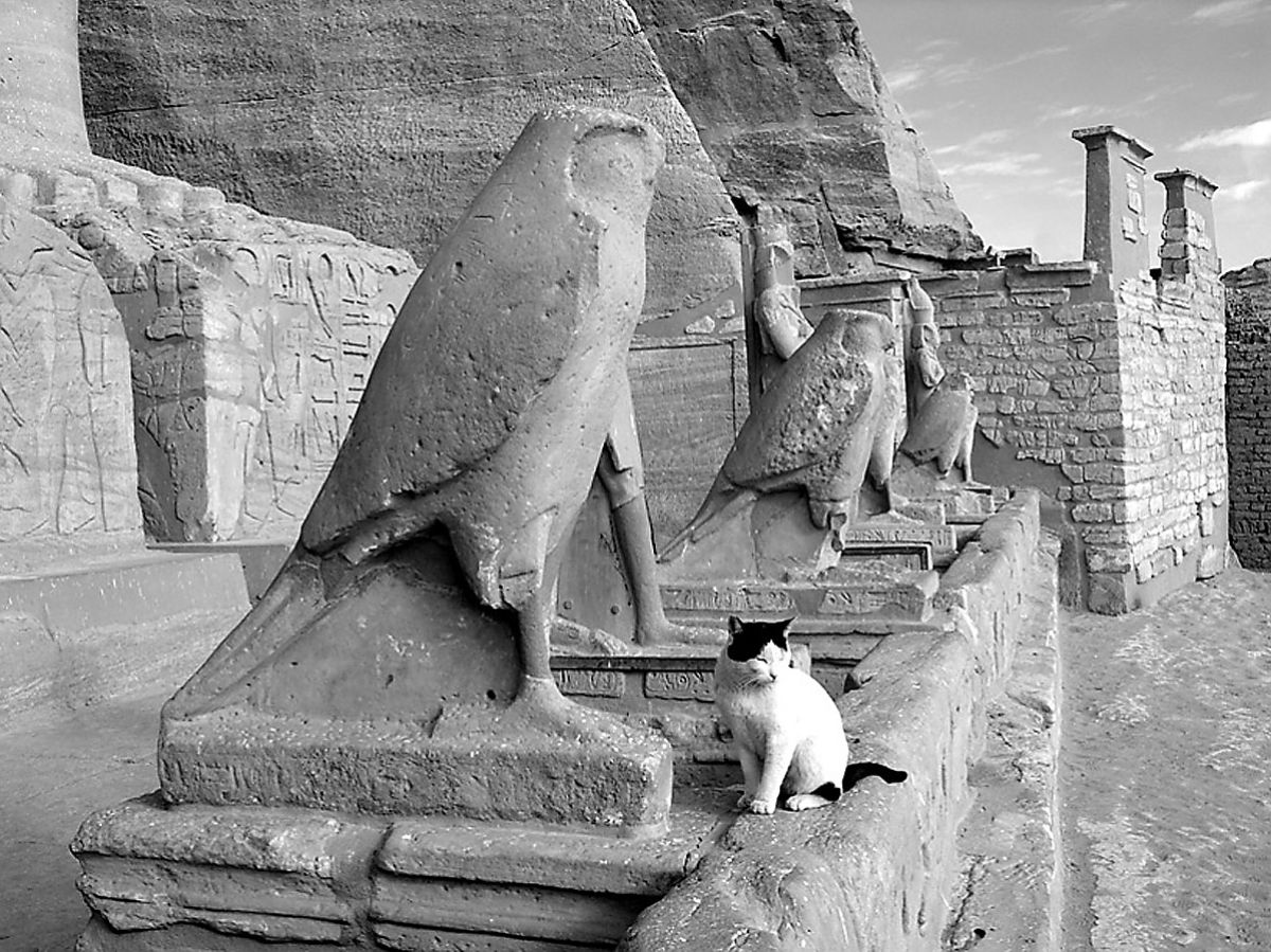 A cat sitting on the Great Temple of Ramses II, next to a statue of a bird