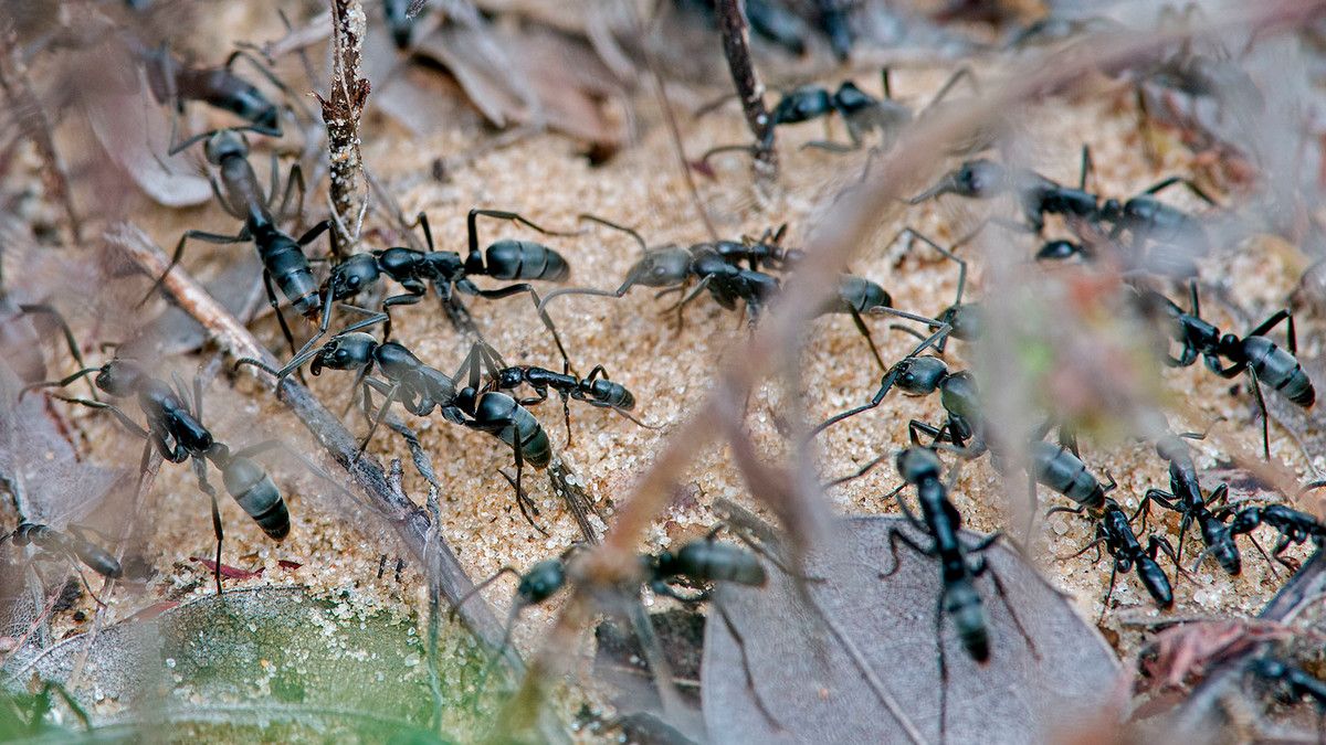 Many black ants run together across sand with some small twigs in frame