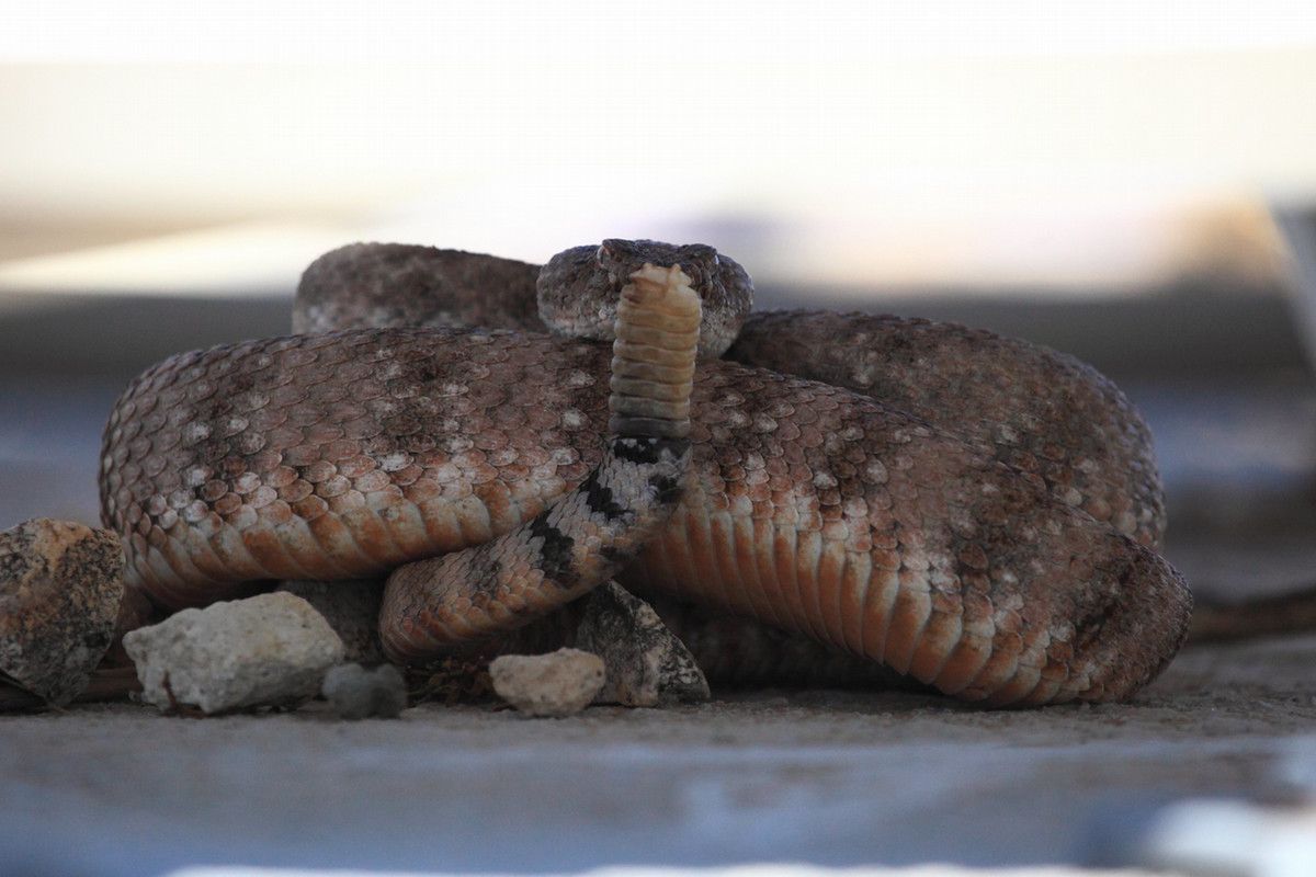 A rattlesnake coiled on a rock with its rattle sticking up in the air in front of its face