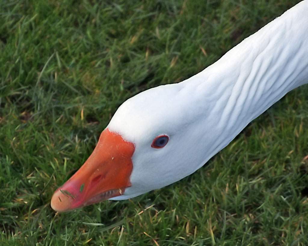 A Goose looking down in the grass showing his teeth