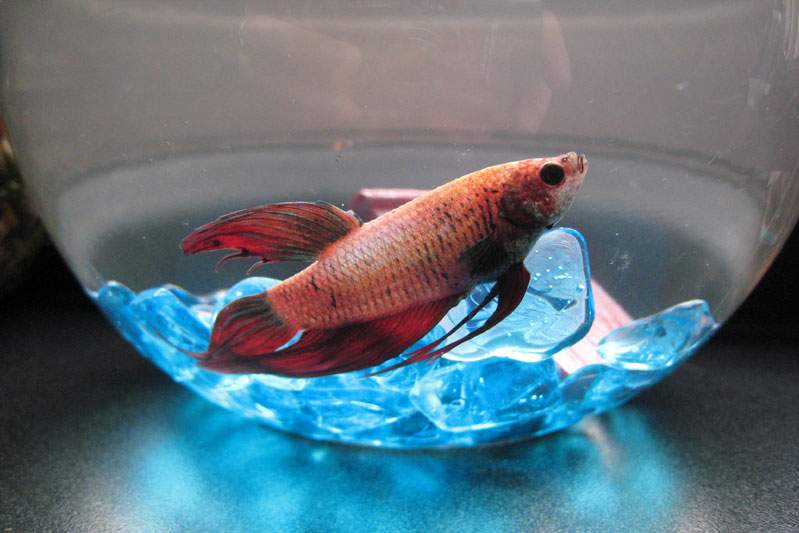 Siamese fighting fish in a small bowl