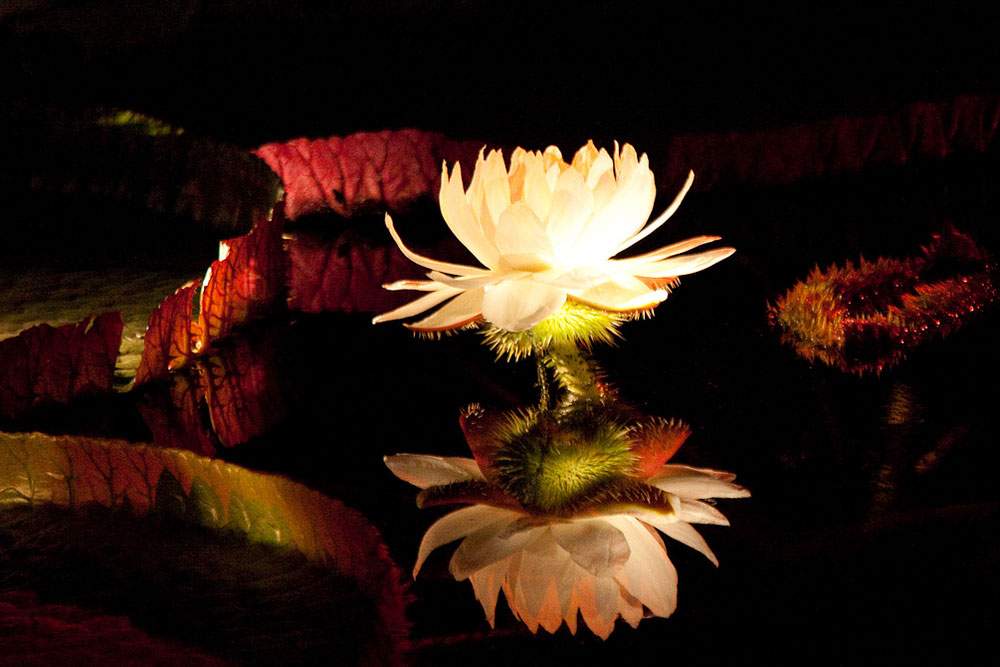 a lily on the water at night