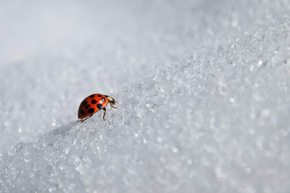 a ladybug crawls up a hill of snow
