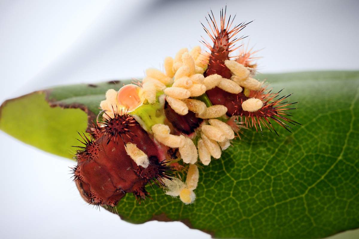 Caterpillar on leaf with wasp larvae erupting from body