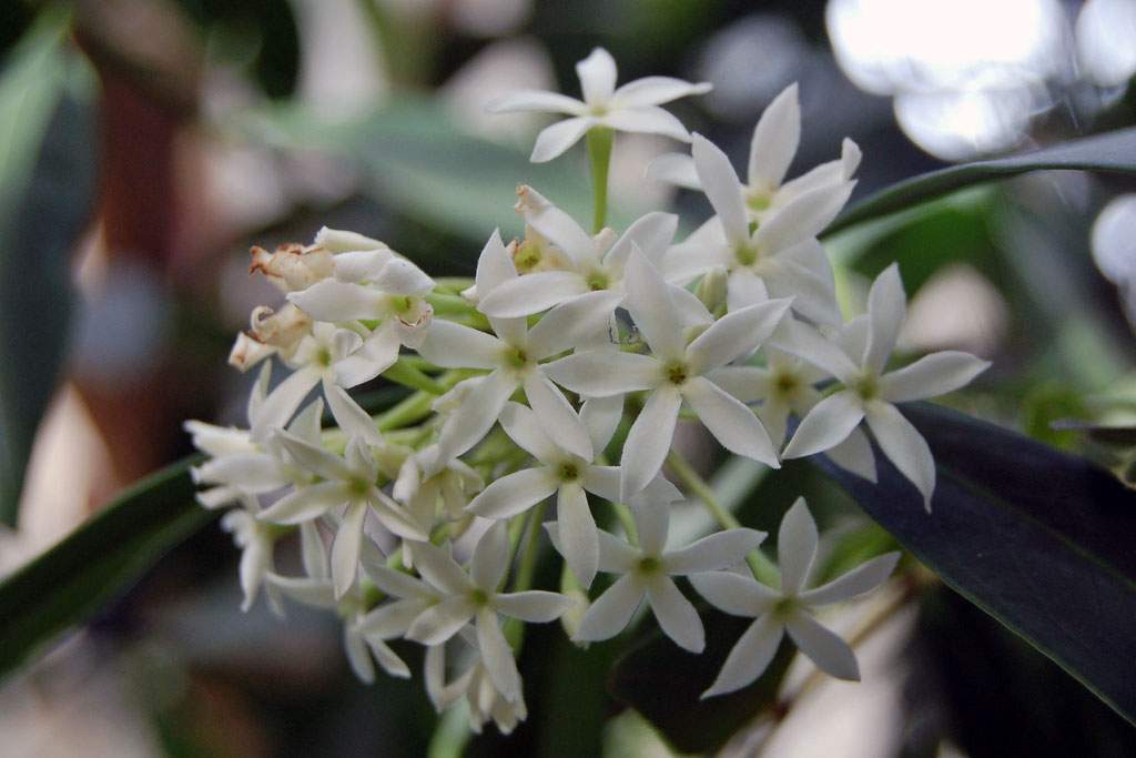acokanthera flower