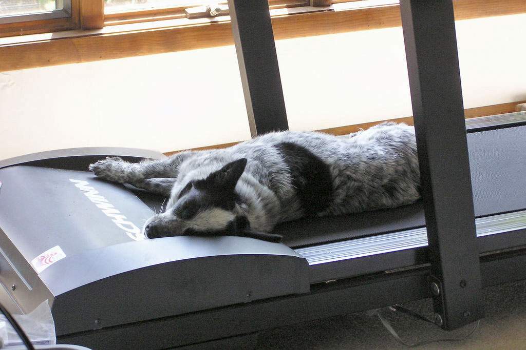 dog asleep on a treadmill