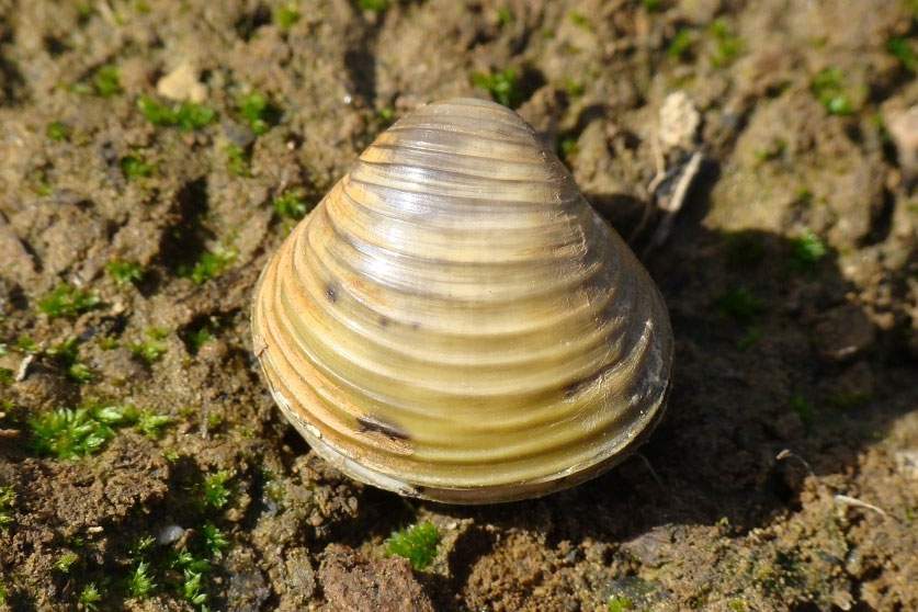 asian clam on beach