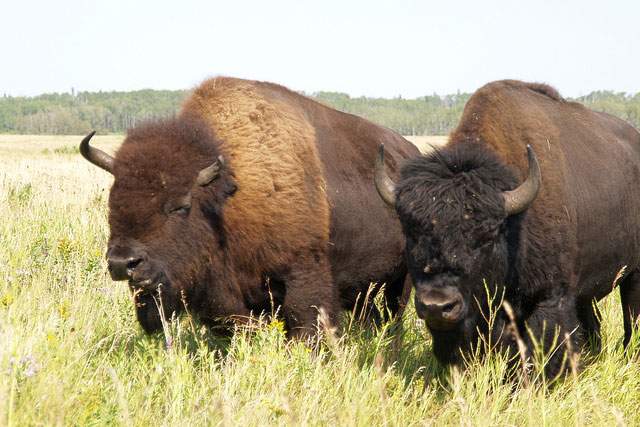 bison eating in a field of grass