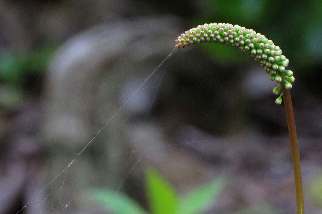 spider silk holding down a plant
