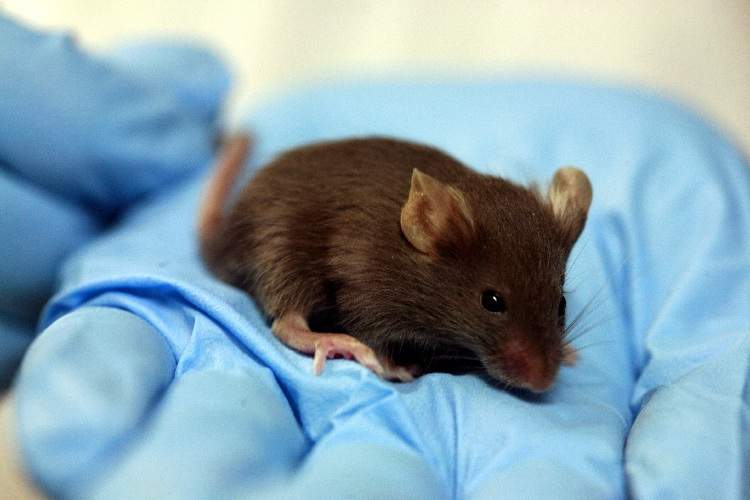 mouse on gloved hand