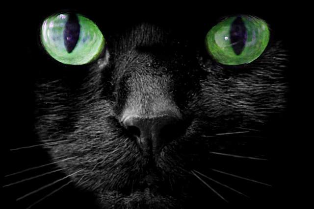 black cat close up with green eyes