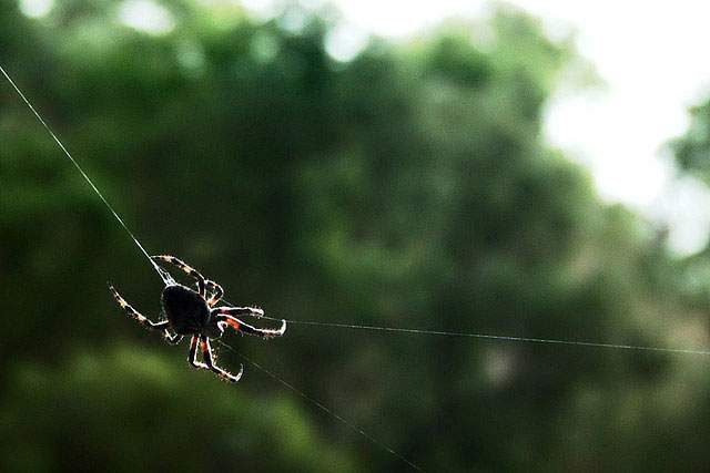 a spider in the trees weaving a web