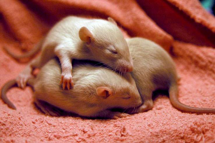 Three baby rats cuddle while sleeping.