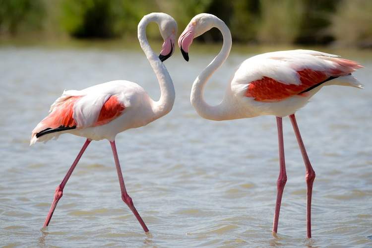 Two flamingos stand in the water facing each other