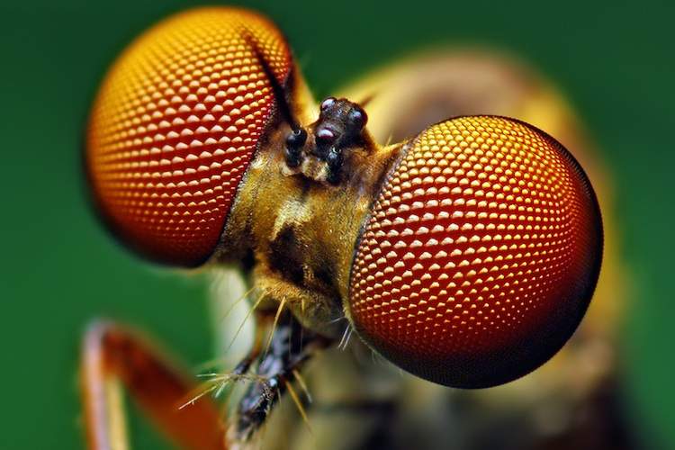 A close-up of an insects compound eyes.