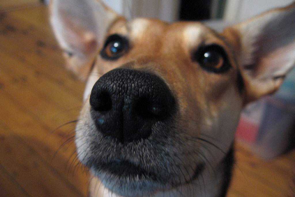 Up-close shot of dog snout