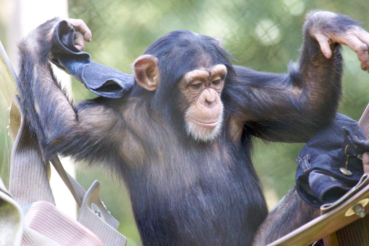 chimpanzee plays with a pair of discarded jeans