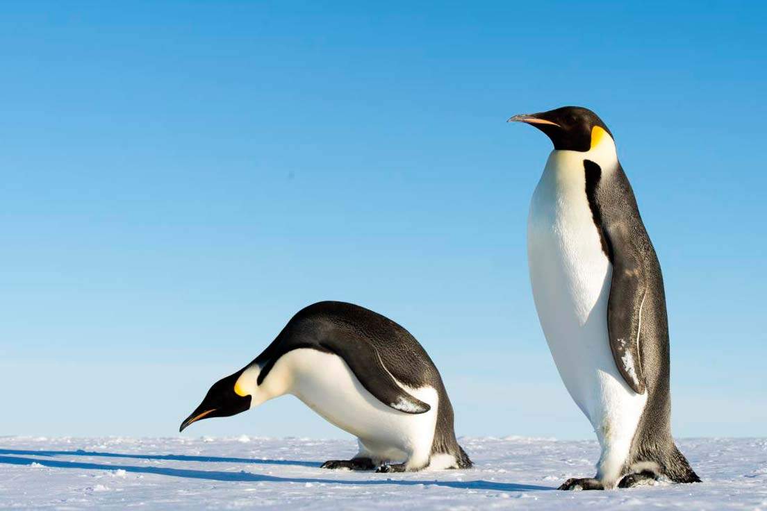 two penguins navigate an icy landscape
