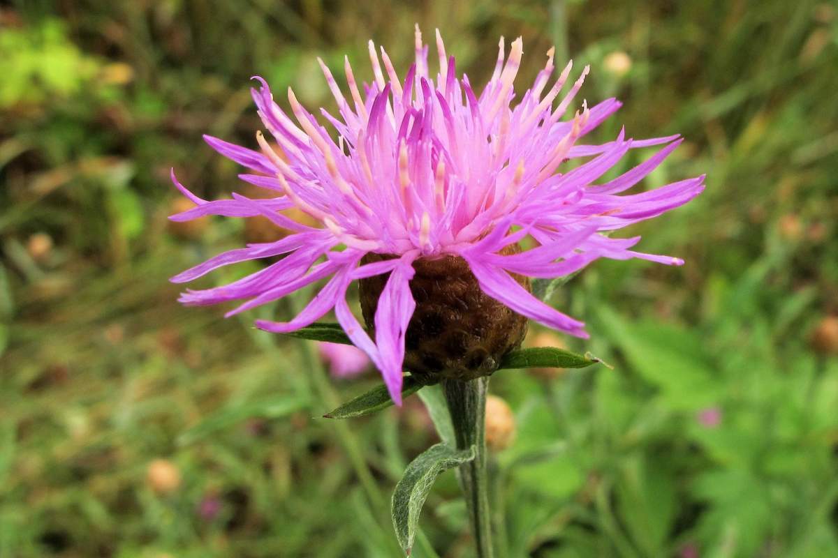 spotted Knapweed plant
