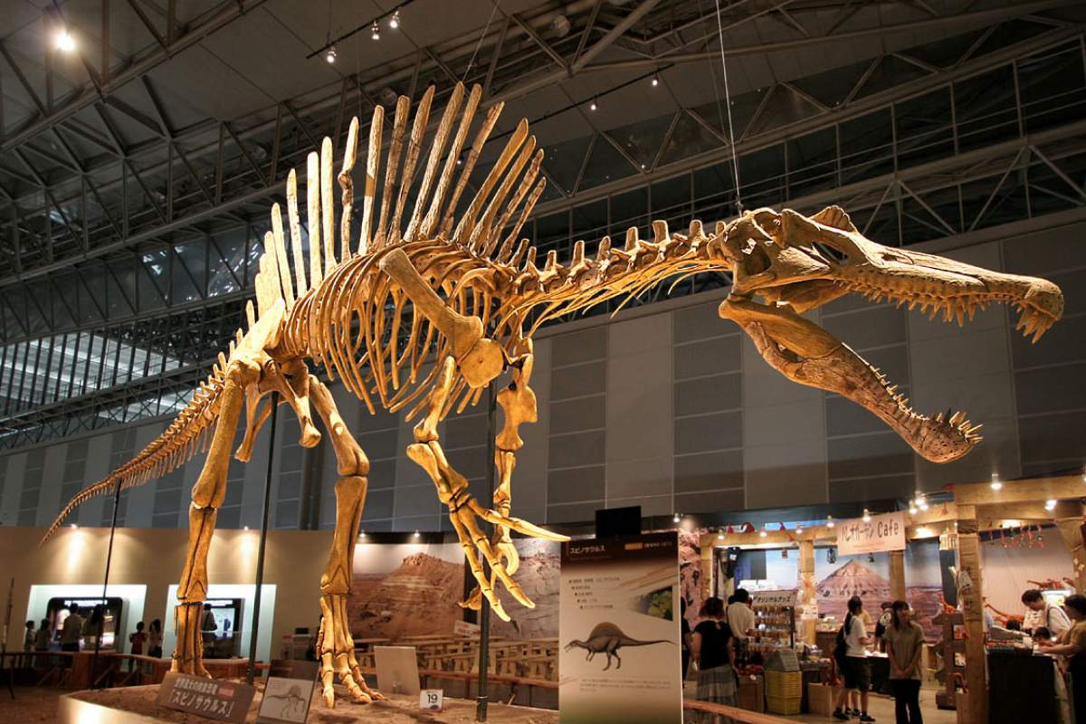 spinosaurus skeleton