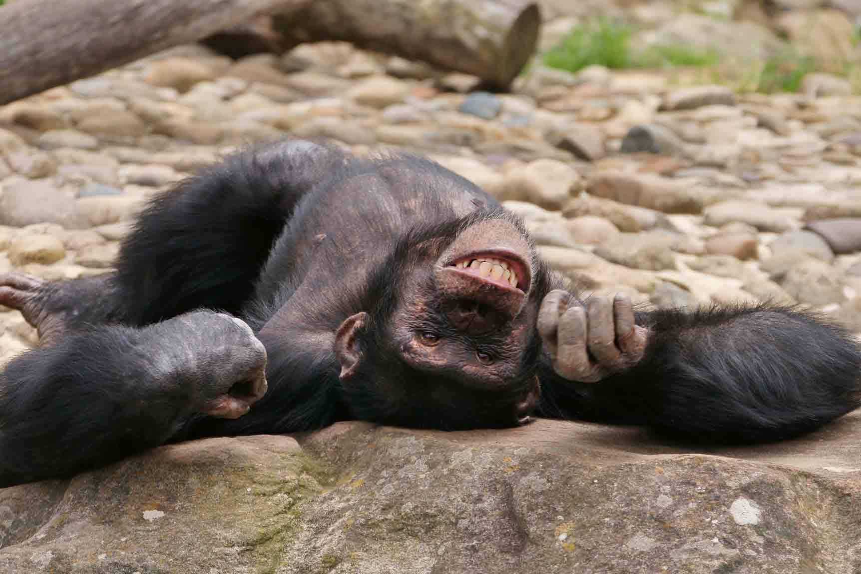 chimp, up-side down, smiling