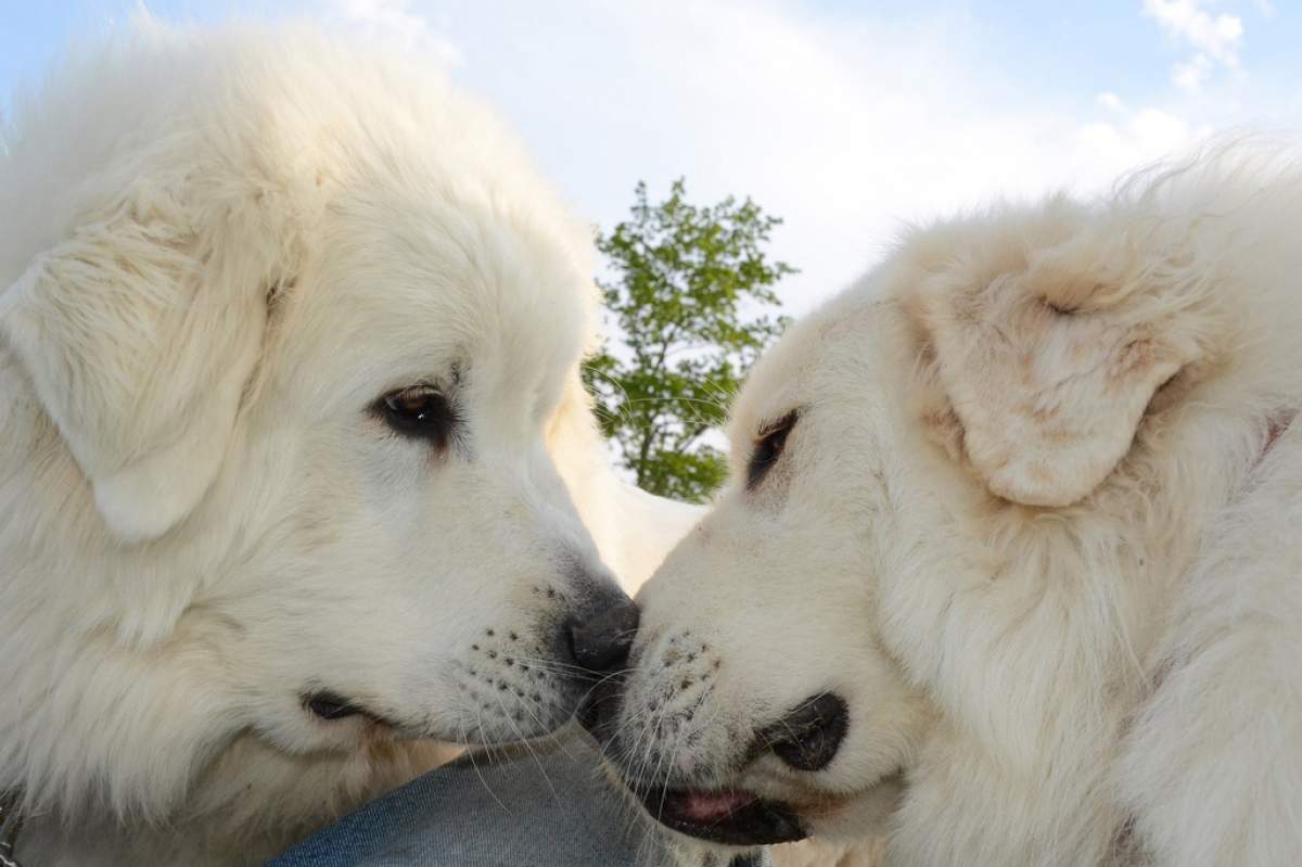 Two Great Pyrenees dogs touch noses.
