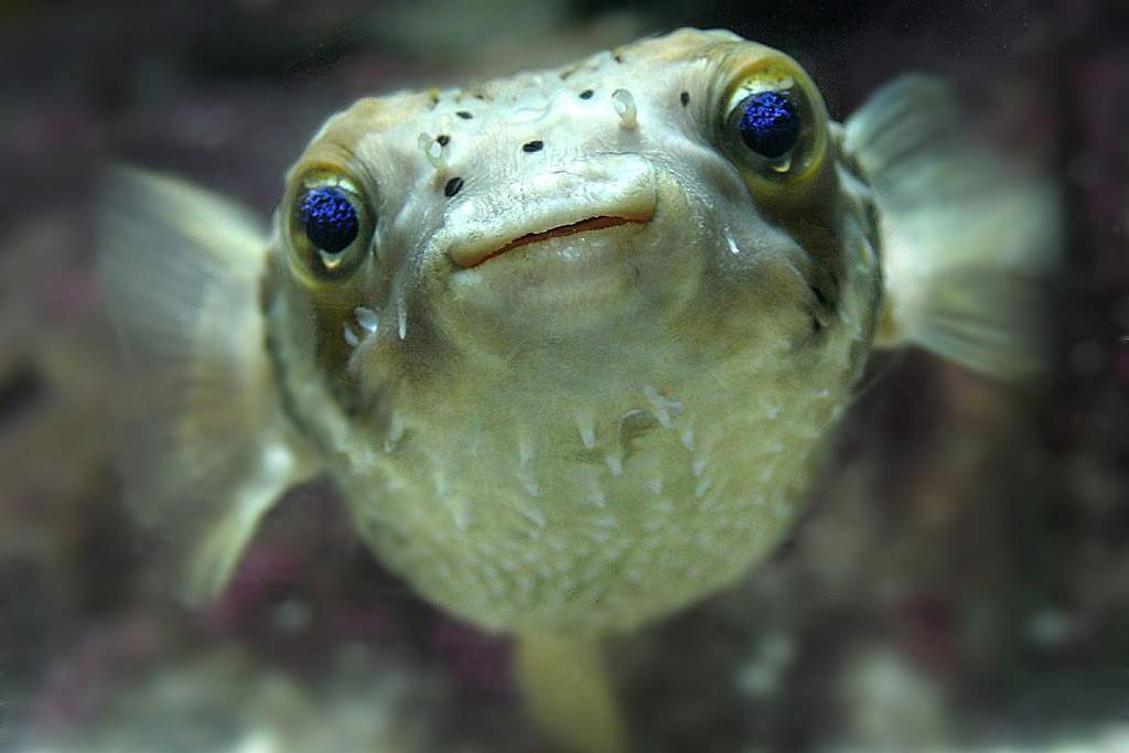 A fish looking directly at the camera. The fish's eyes are bright blue.