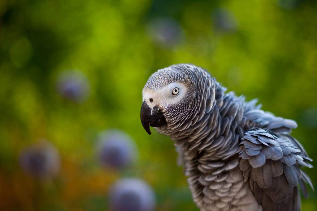 A macro shot of an African Grey Parrot. The photo showcases the bird's grey feathers. The background it out of focus green.