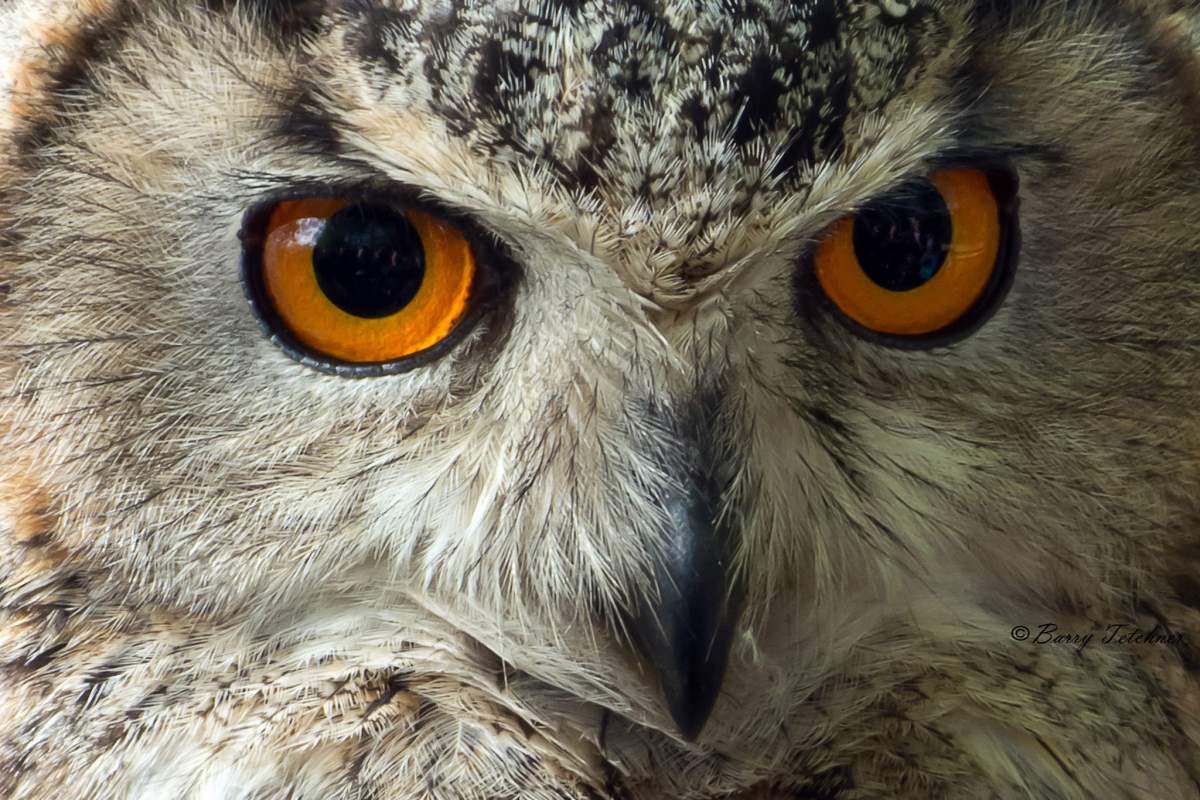A close up on an eagle owl's face.