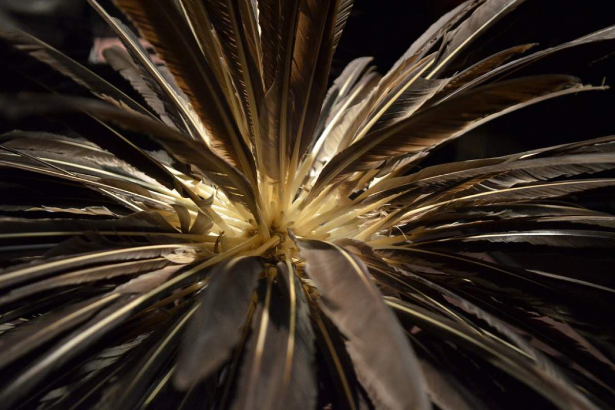 A close-up photo on feathers going many different directions