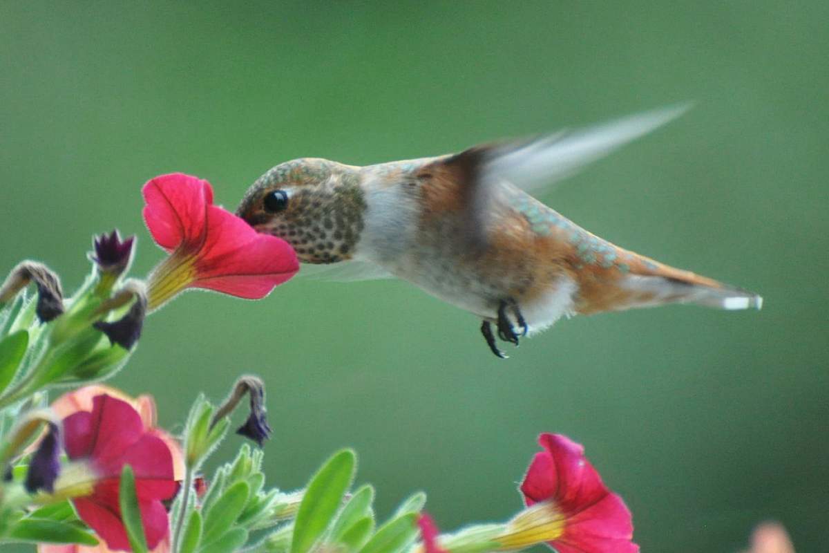 A female Rufous Hummingbird with its beak inside a bright pink flower. The photo has captured a moment where the bird looks completely still, except for its blurred wings.
