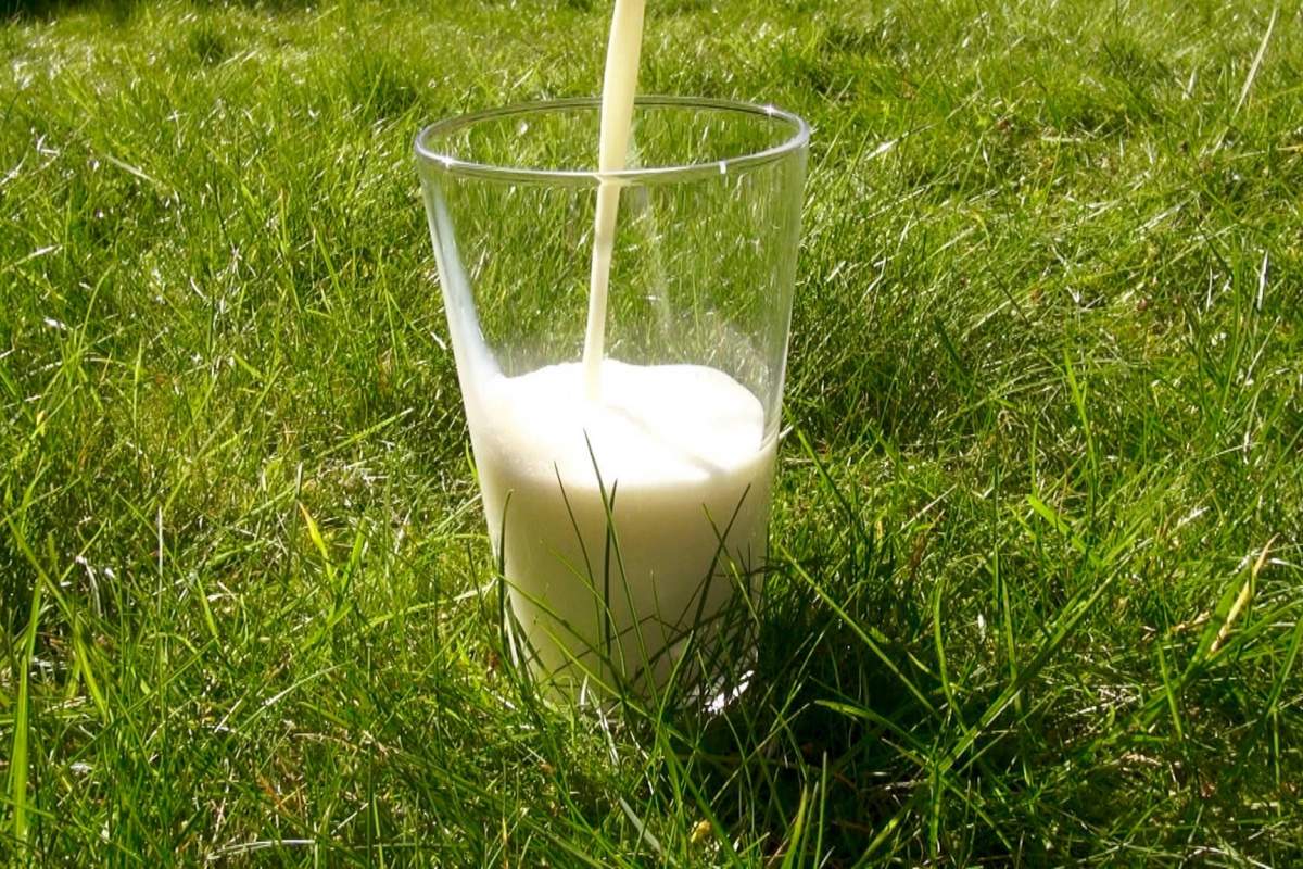 A glass of milk on a very green lawn. Milk is being poured into the glass, but the source of that milk is not the image.