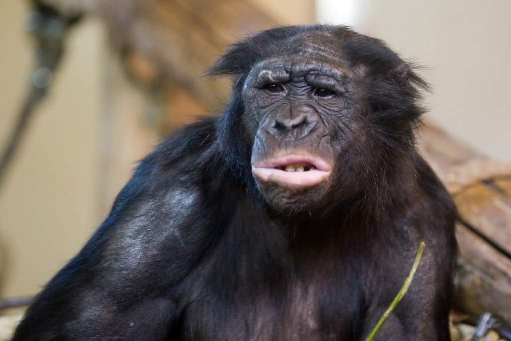 A picture of a bonobo looking into the distance. He seems to be deep in thought.