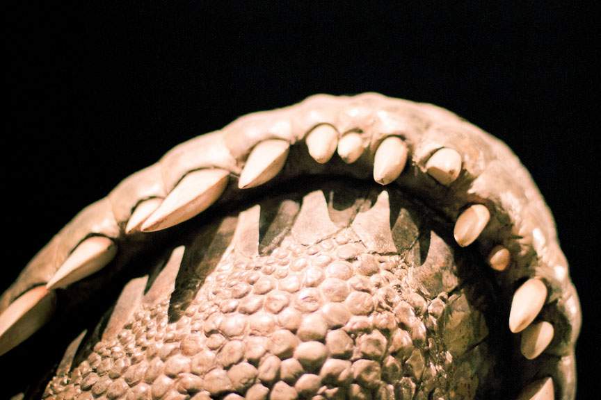 a close-up image of a recreated dinosaur's teeth and jawline taken from a low angle. The background is completely black.