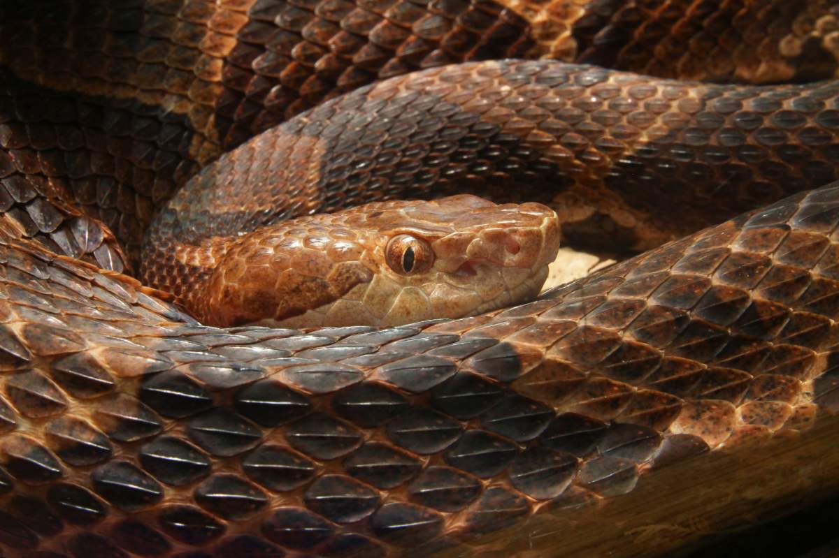 A copperhead snake