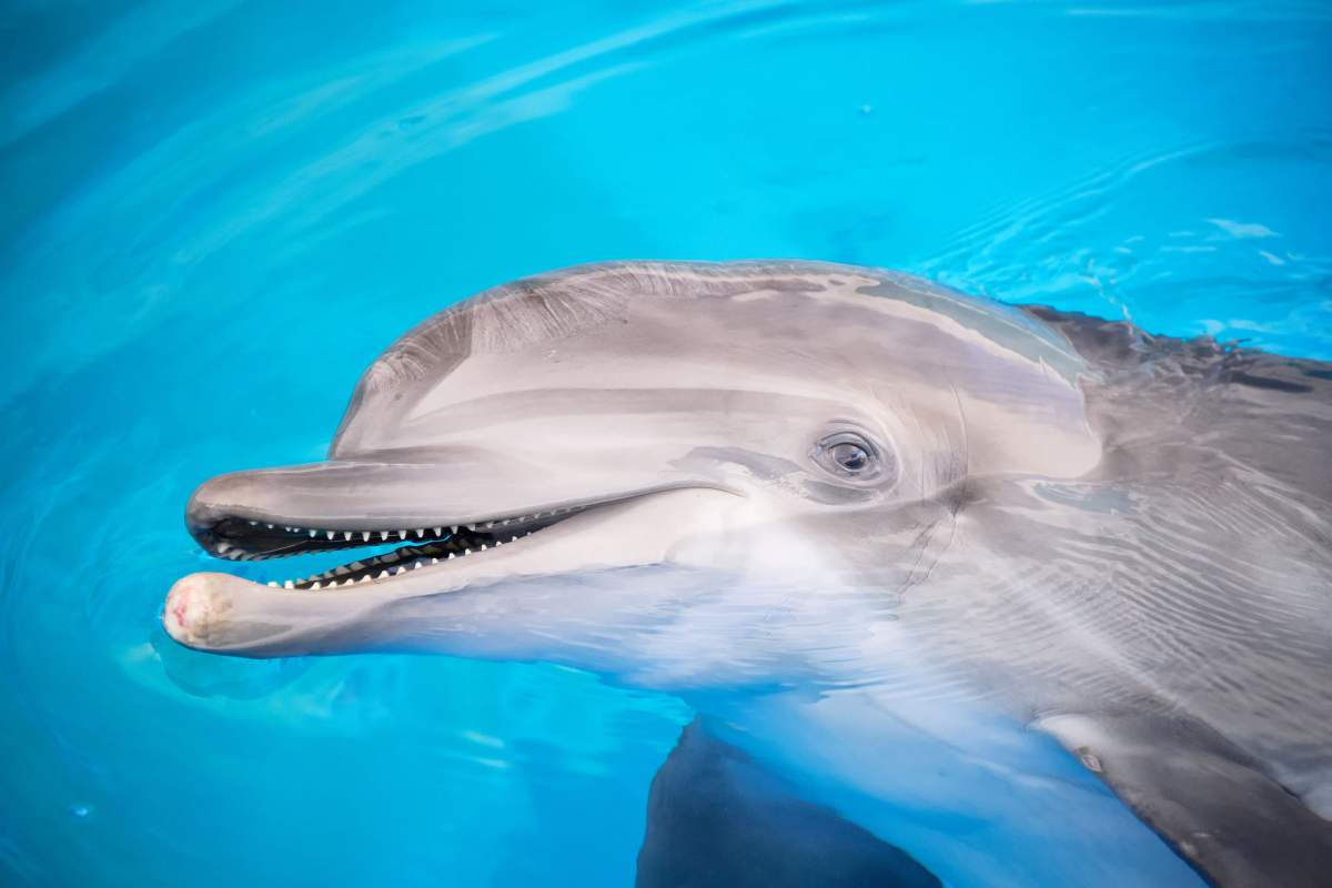 A Dolphin.