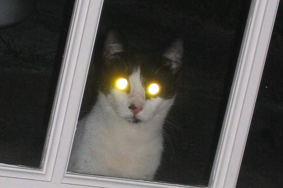 a bicolor cat looking in a windows, its eyes glowing