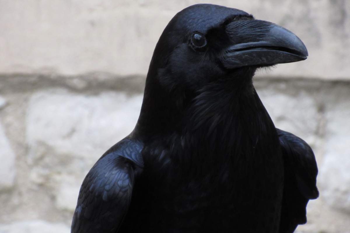A raven, like this one, can think abstractly.
