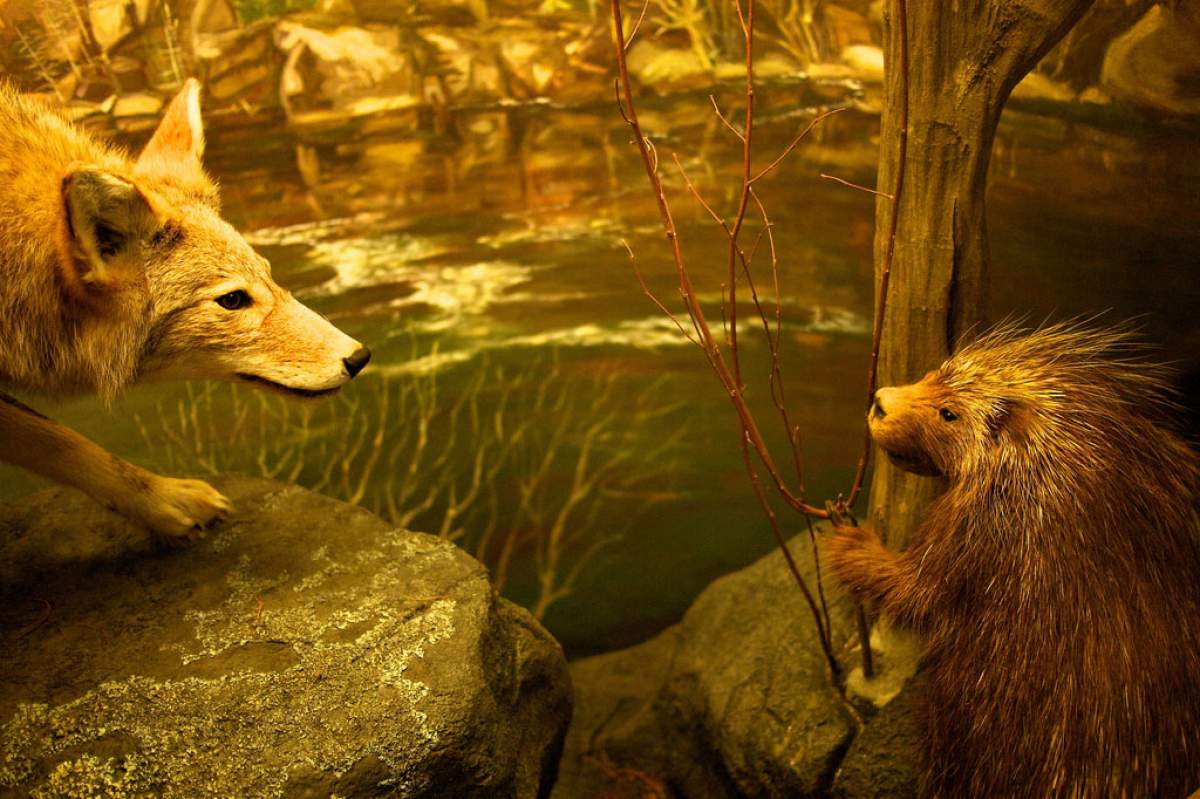 A museum display of a wolf and a porcupine having an encounter (Bjorn Watland, flickr)