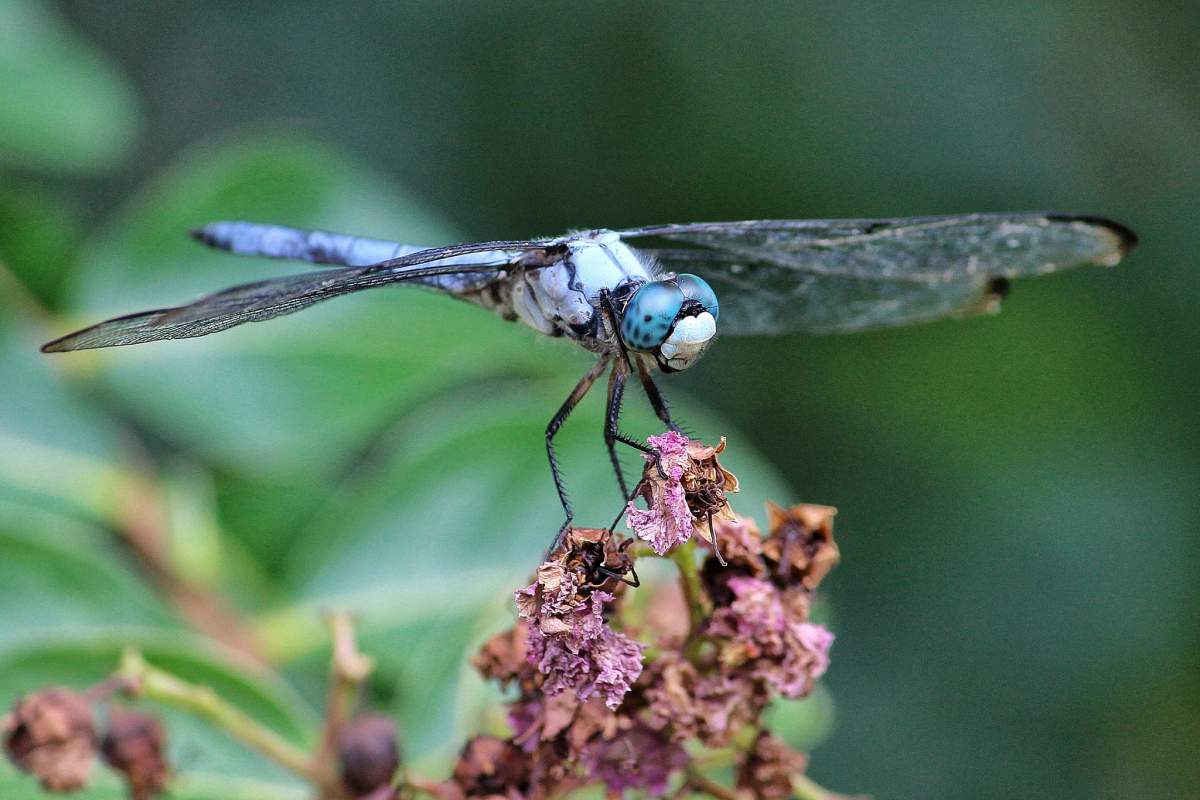 A dragonfly (Mary Moschell, Flickr).