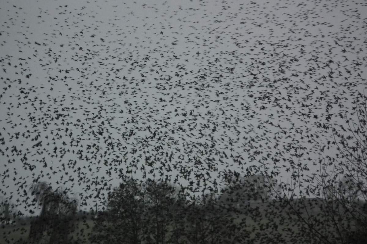 Large groups of starlings like the ones pictured above are called murmurations. (Baz Masters, Flickr)