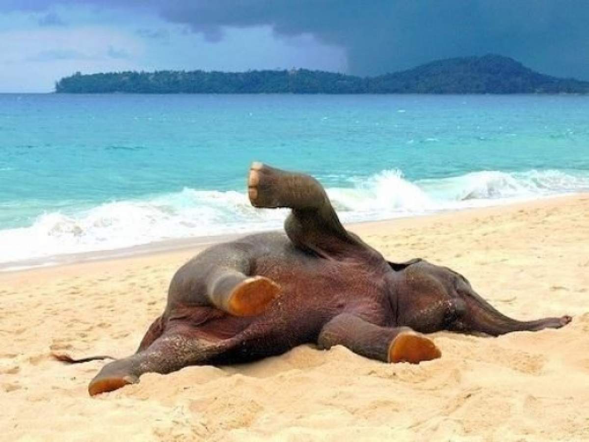 Elephant in the sand
