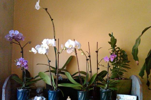 indoor orchids