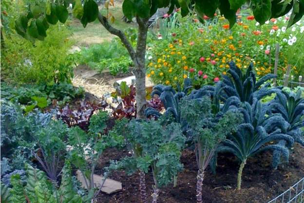 garden of kale