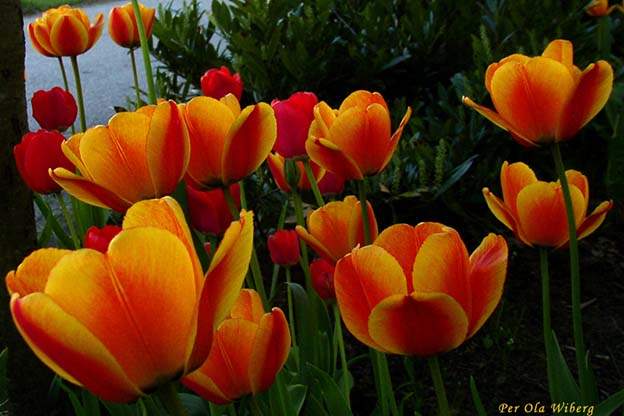 darwin tulips