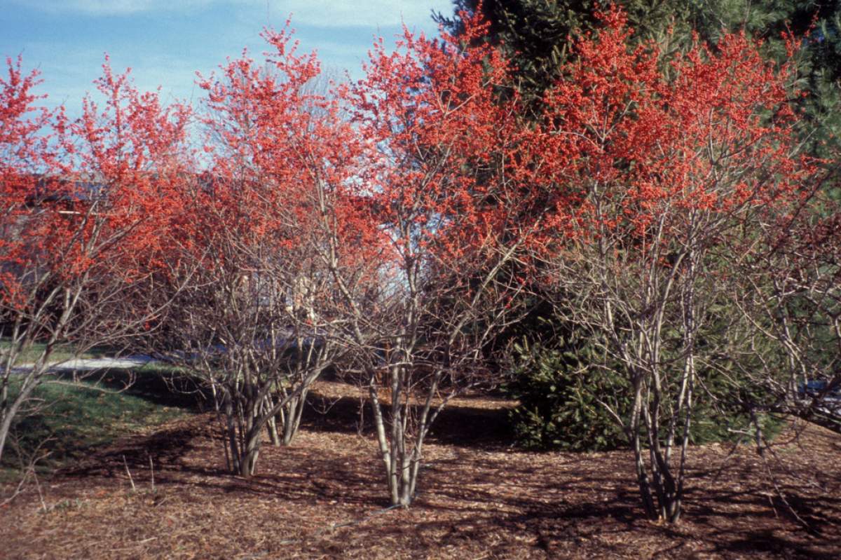Winterberry (Ilex verticillata) is one example of a fruiting shrubs that can add fall and winter interest, as well as provide food for the birds (Richard Webb/Wikimedia Commons).