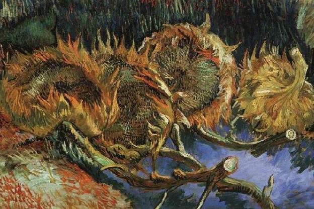 withered sunflowers